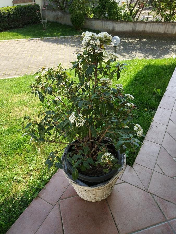 Marinella B&B Cornale Екстер'єр фото